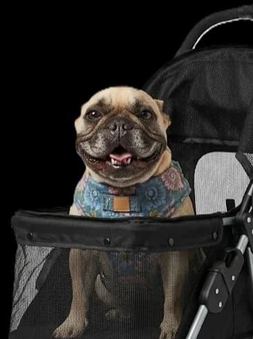 Coco sitting up in a black pet stroller in a floral harness, mouth open