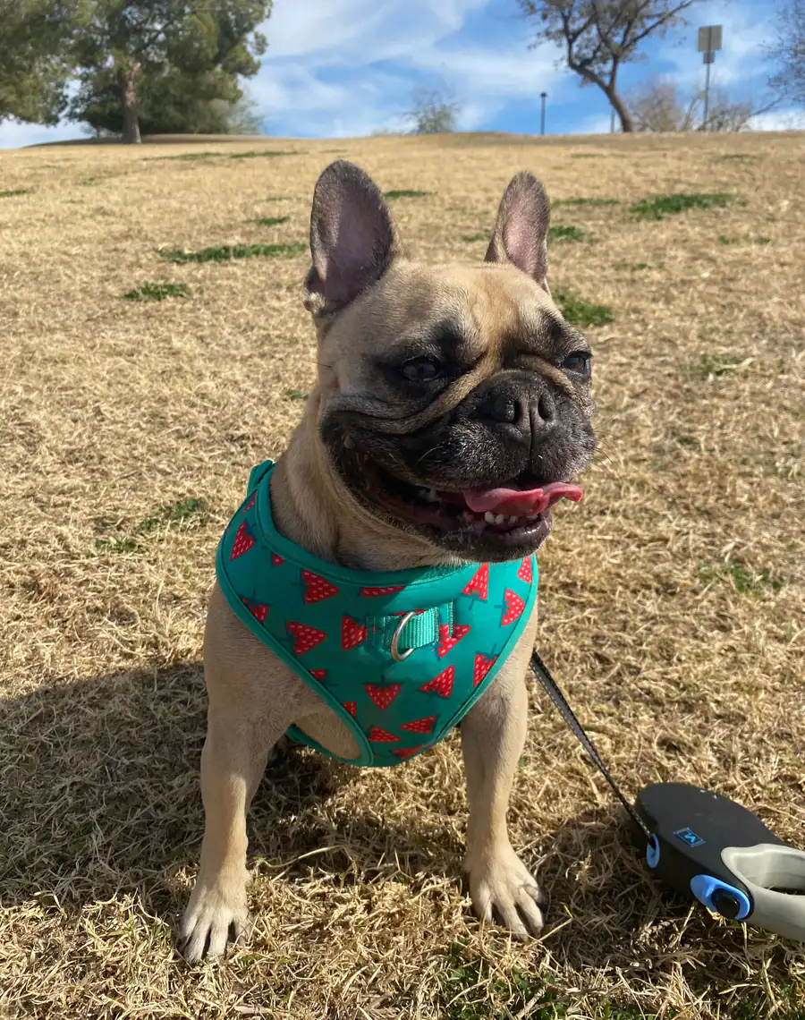 Coco sitting on a grassy hill in a teal harness, smiling at the camera